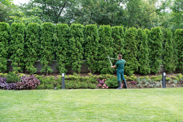 Dead Tree Removal in Waller, TX